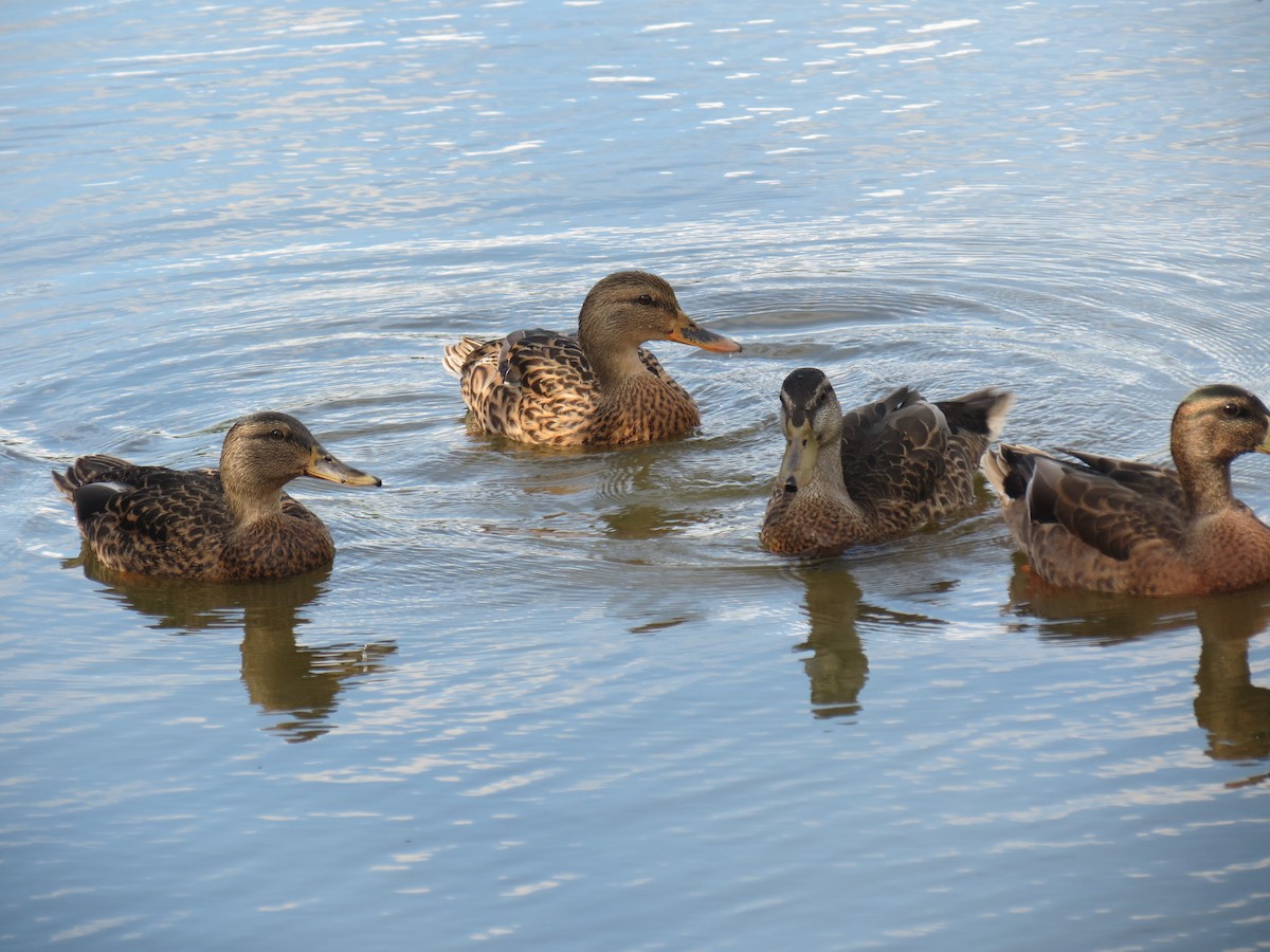 Mallard - ML359024381