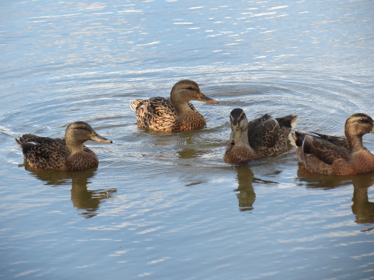 Canard colvert - ML359024381