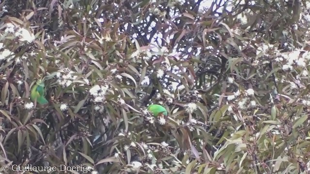 Swift Parrot - ML359024861