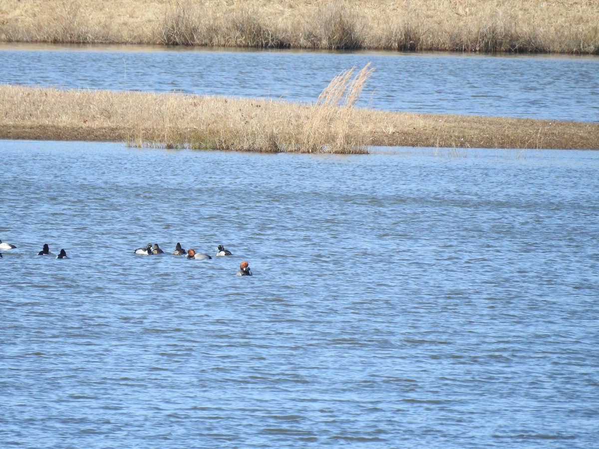 Rotkopfente - ML359028081