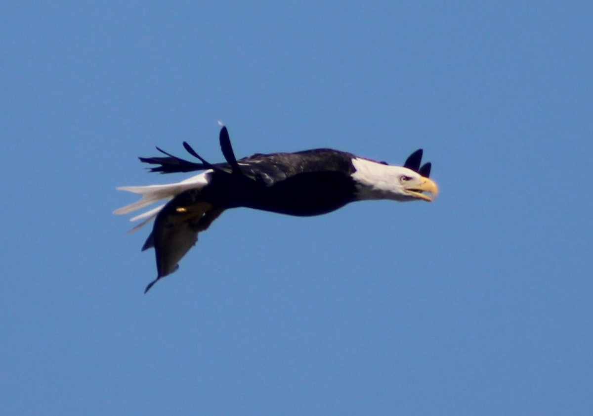 Bald Eagle - ML359029721