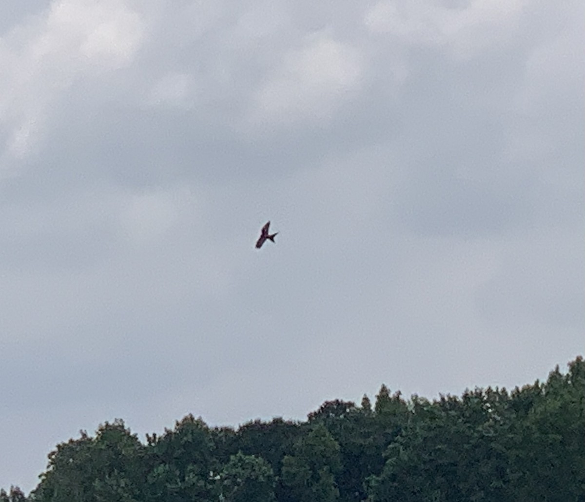 Swallow-tailed Kite - ML359030391