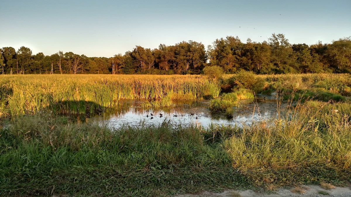 Common Gallinule - ML35903101