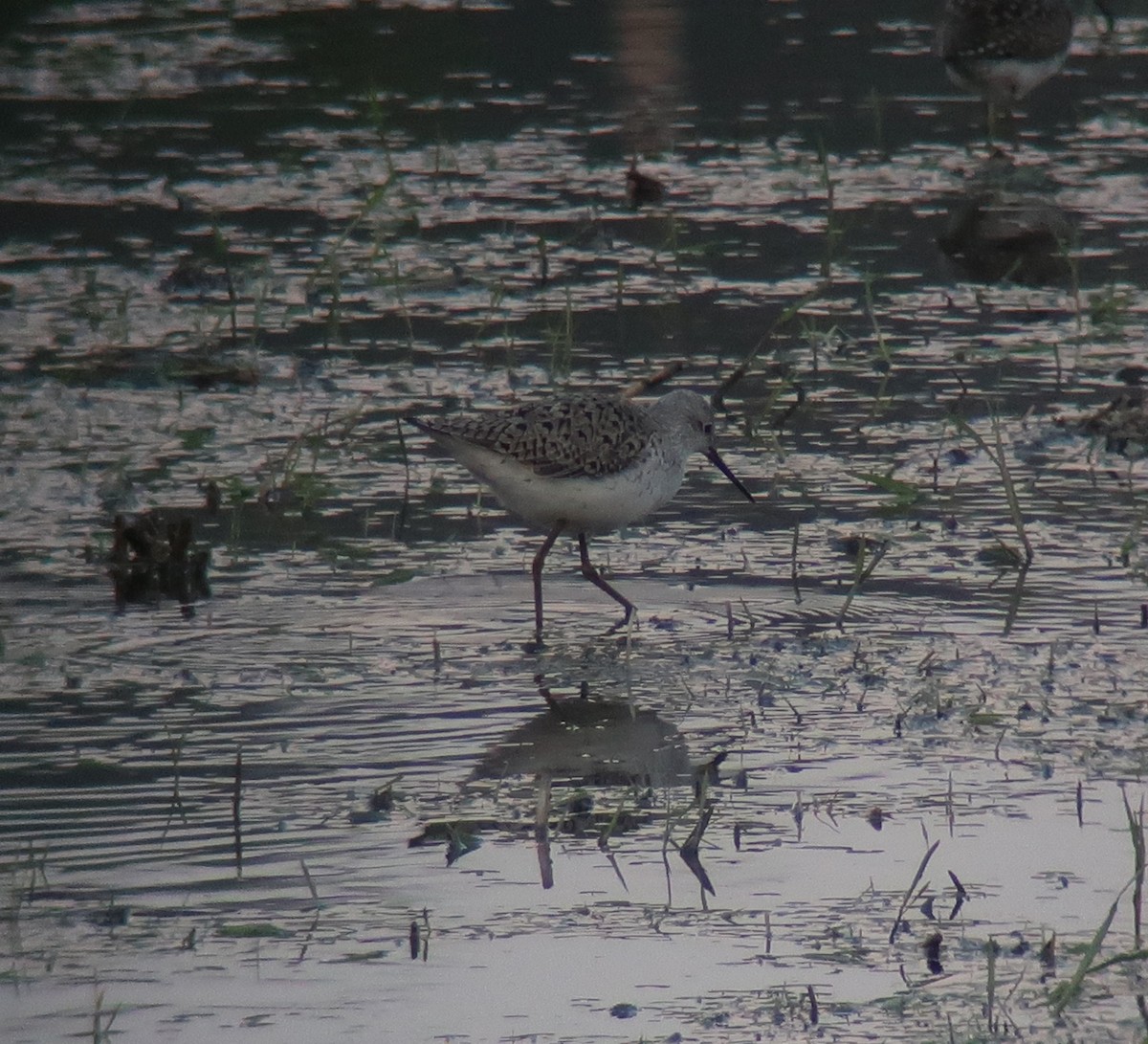 Marsh Sandpiper - ML359031071