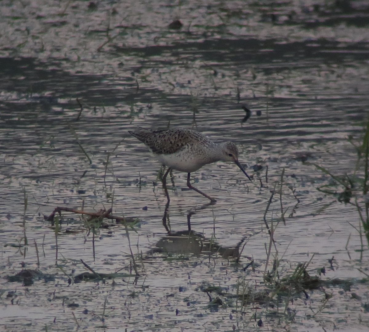 Marsh Sandpiper - ML359031081