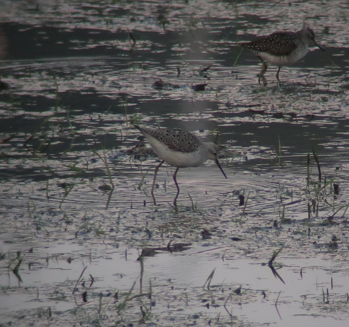 Marsh Sandpiper - ML359031091