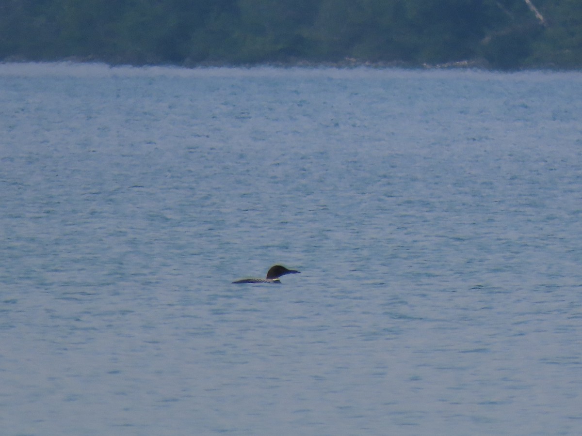 Common Loon - ML359031251