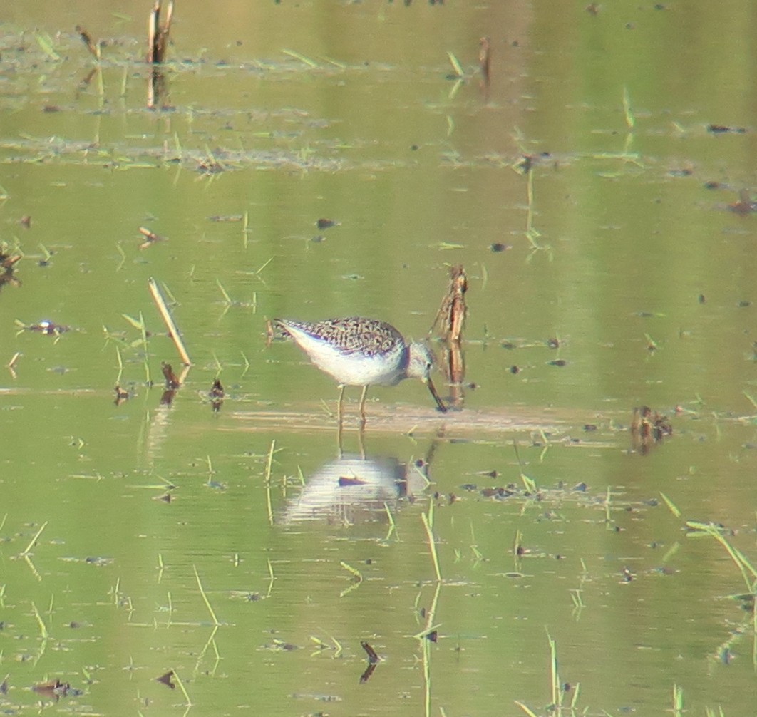 Marsh Sandpiper - Leslie Hurteau