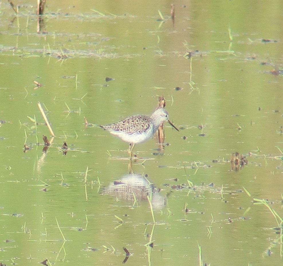 Marsh Sandpiper - ML359031781