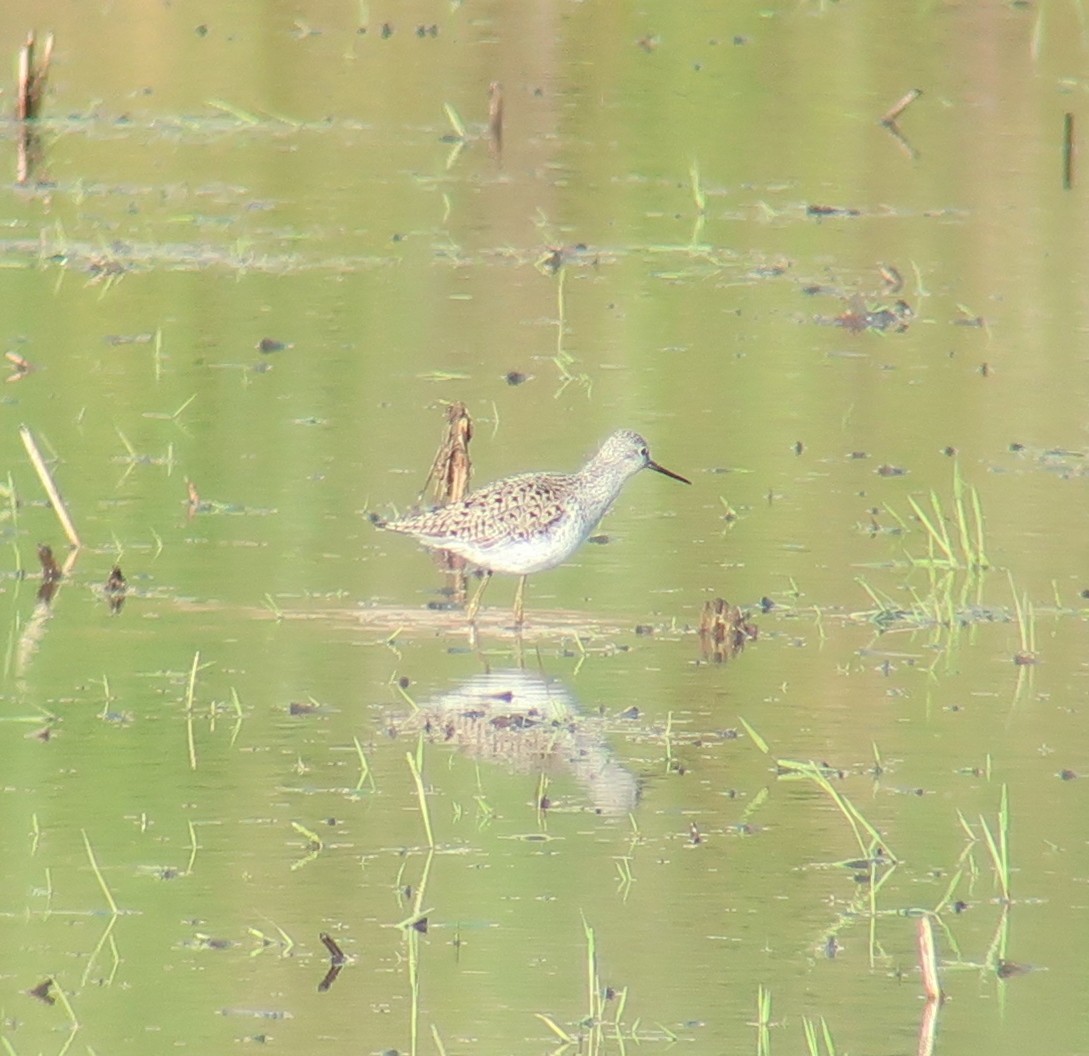 Marsh Sandpiper - ML359031791