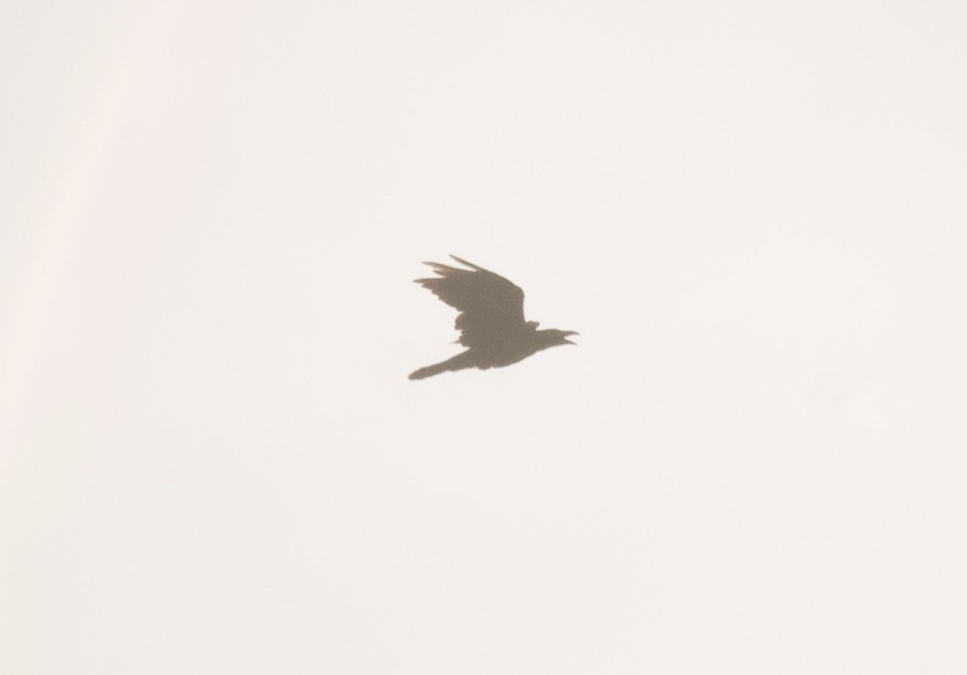Common Raven - Joshua Rose