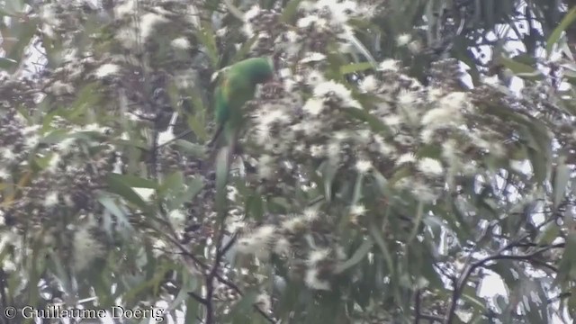 Swift Parrot - ML359032681