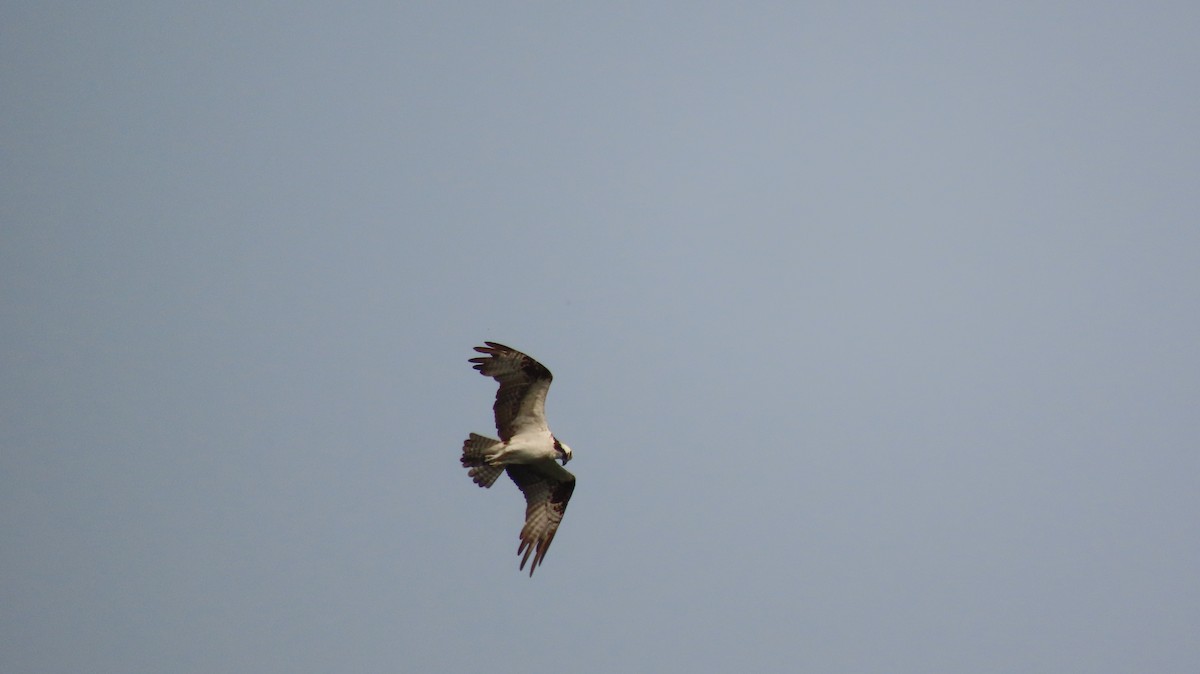 Osprey - ML359036281