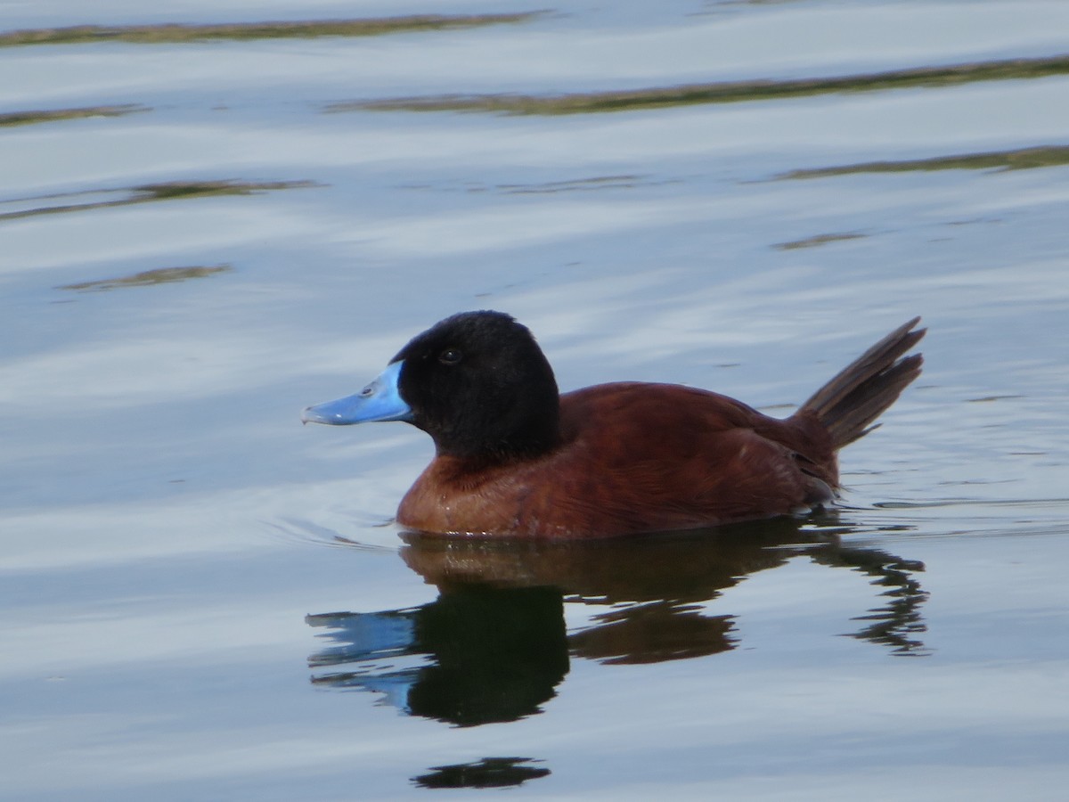 Lake Duck - Jan Bradley