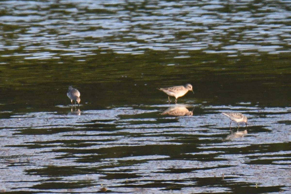 White-rumped Sandpiper - Hugh David Fleischmann