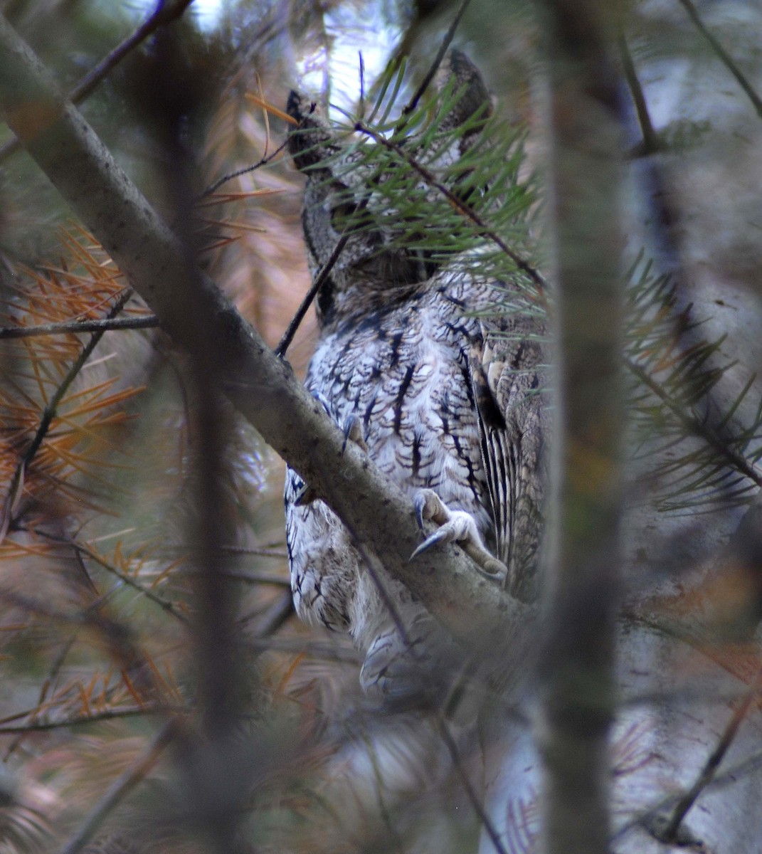 Western Screech-Owl - ML35903831