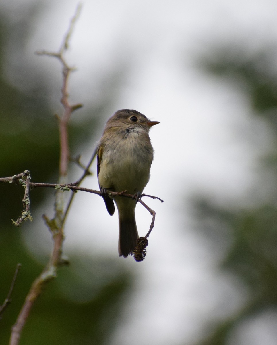 Least Flycatcher - Dominique Blanc