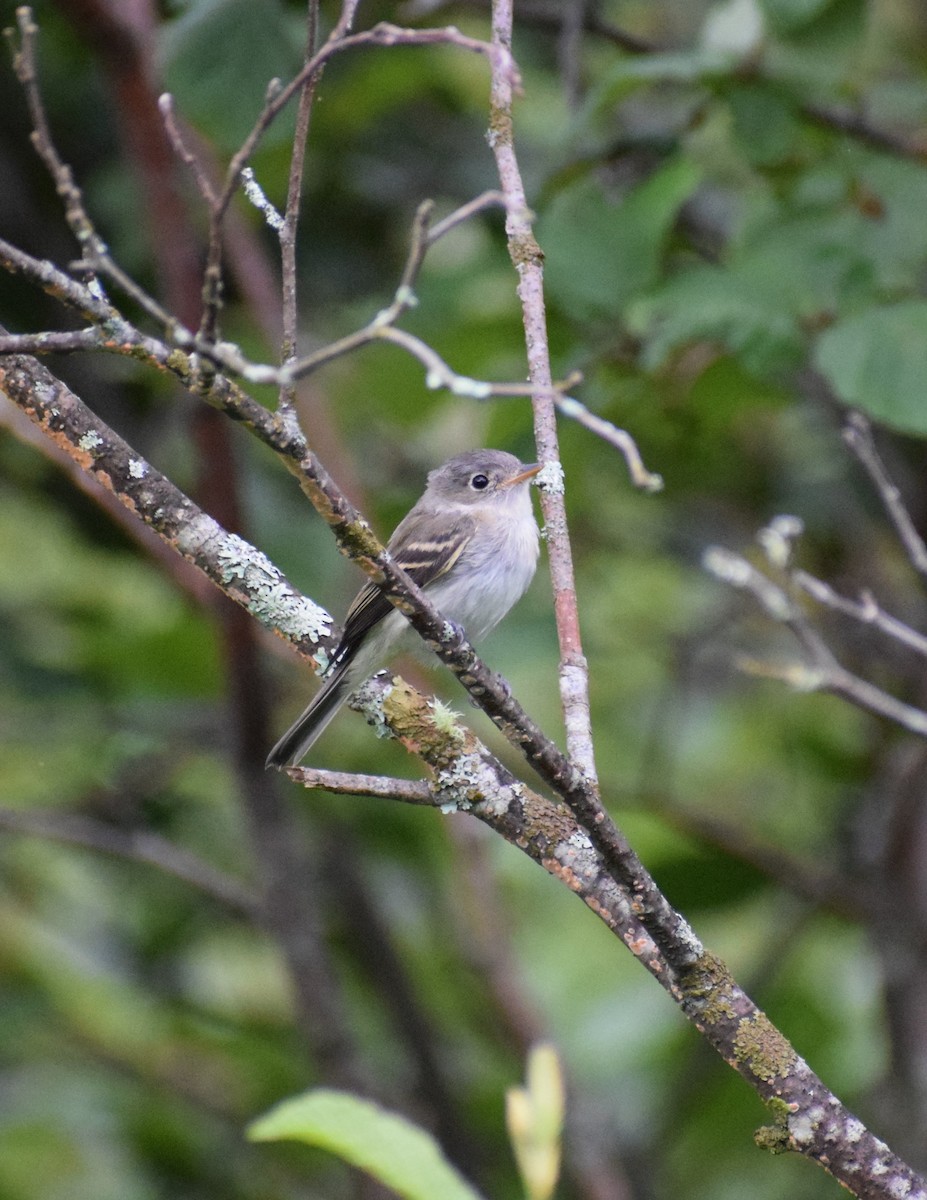 Least Flycatcher - Dominique Blanc