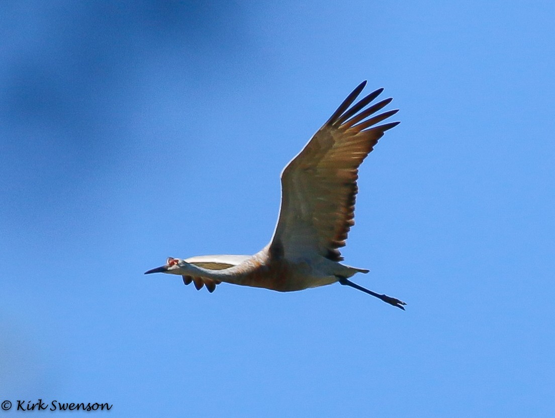 Sandhill Crane - Kirk Swenson