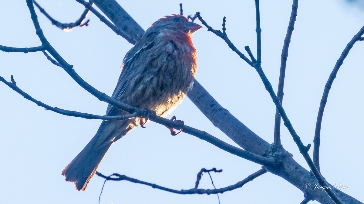 House Finch - ML359045691