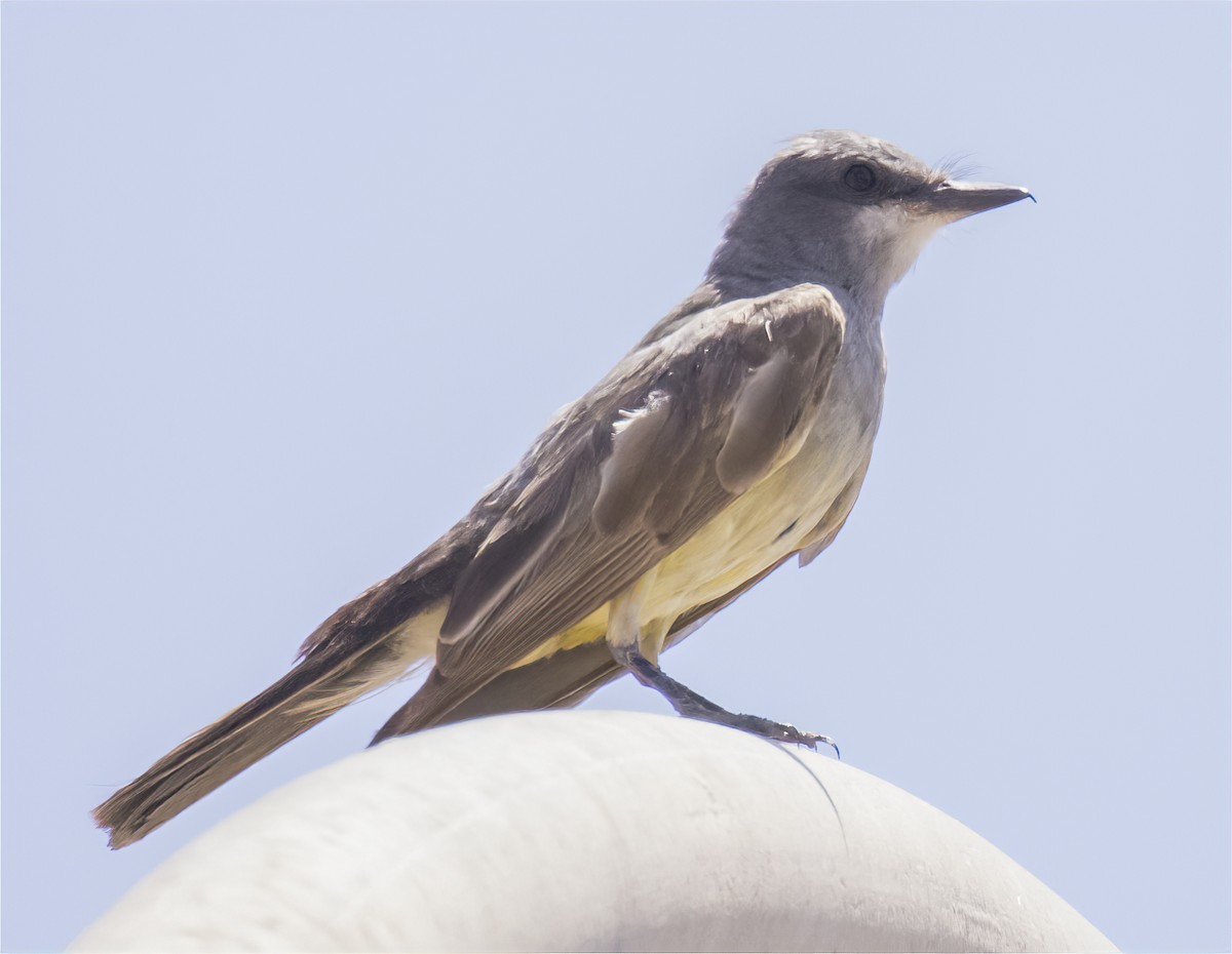 Cassin's Kingbird - ML359046161