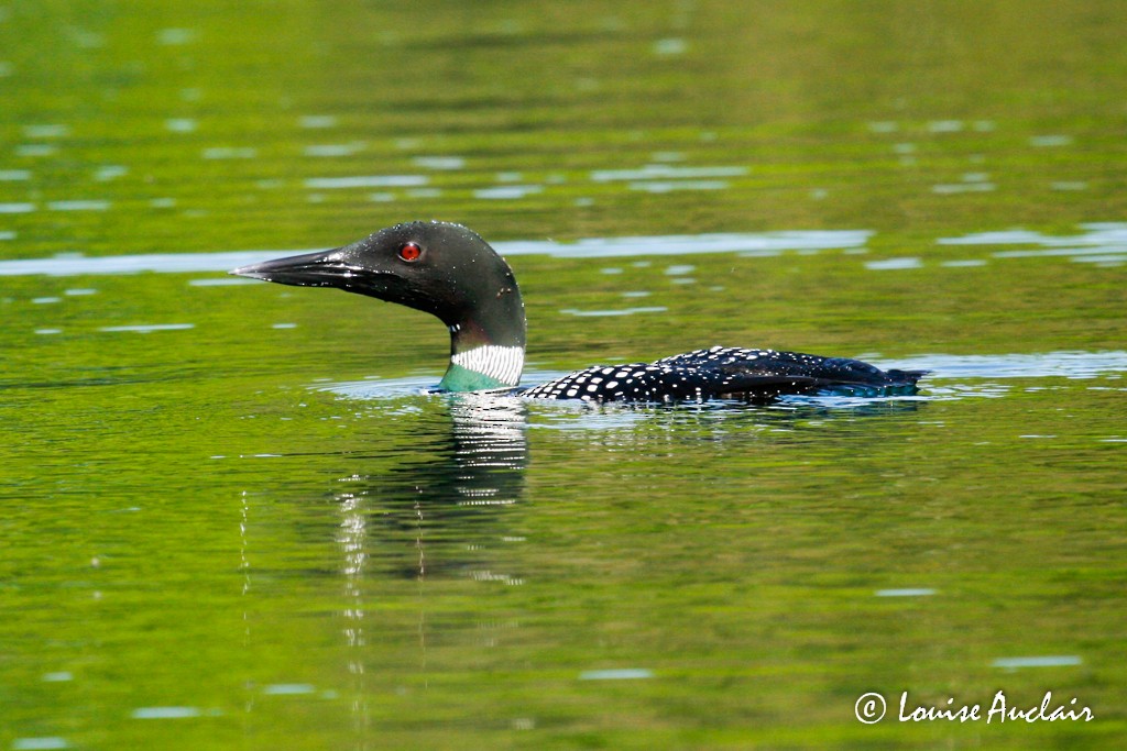 Common Loon - ML35904641