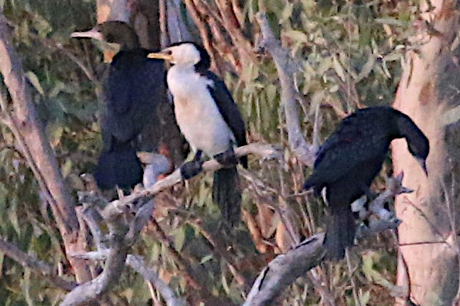 Little Pied Cormorant - ML359048761