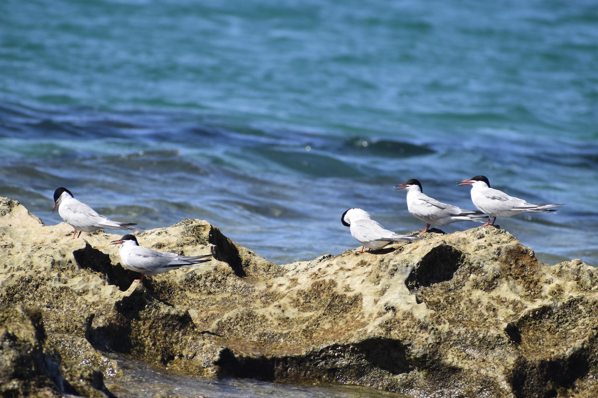 Common Tern - Luke Foster