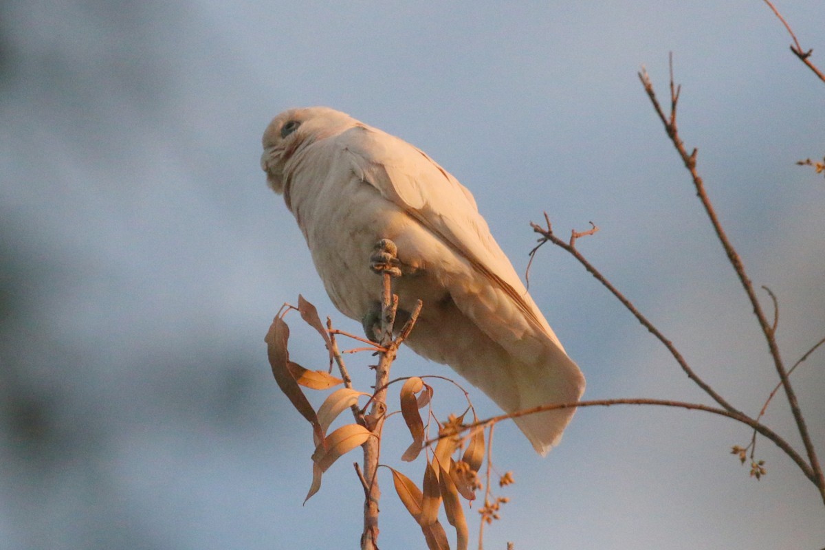 Little Corella - ML359048821