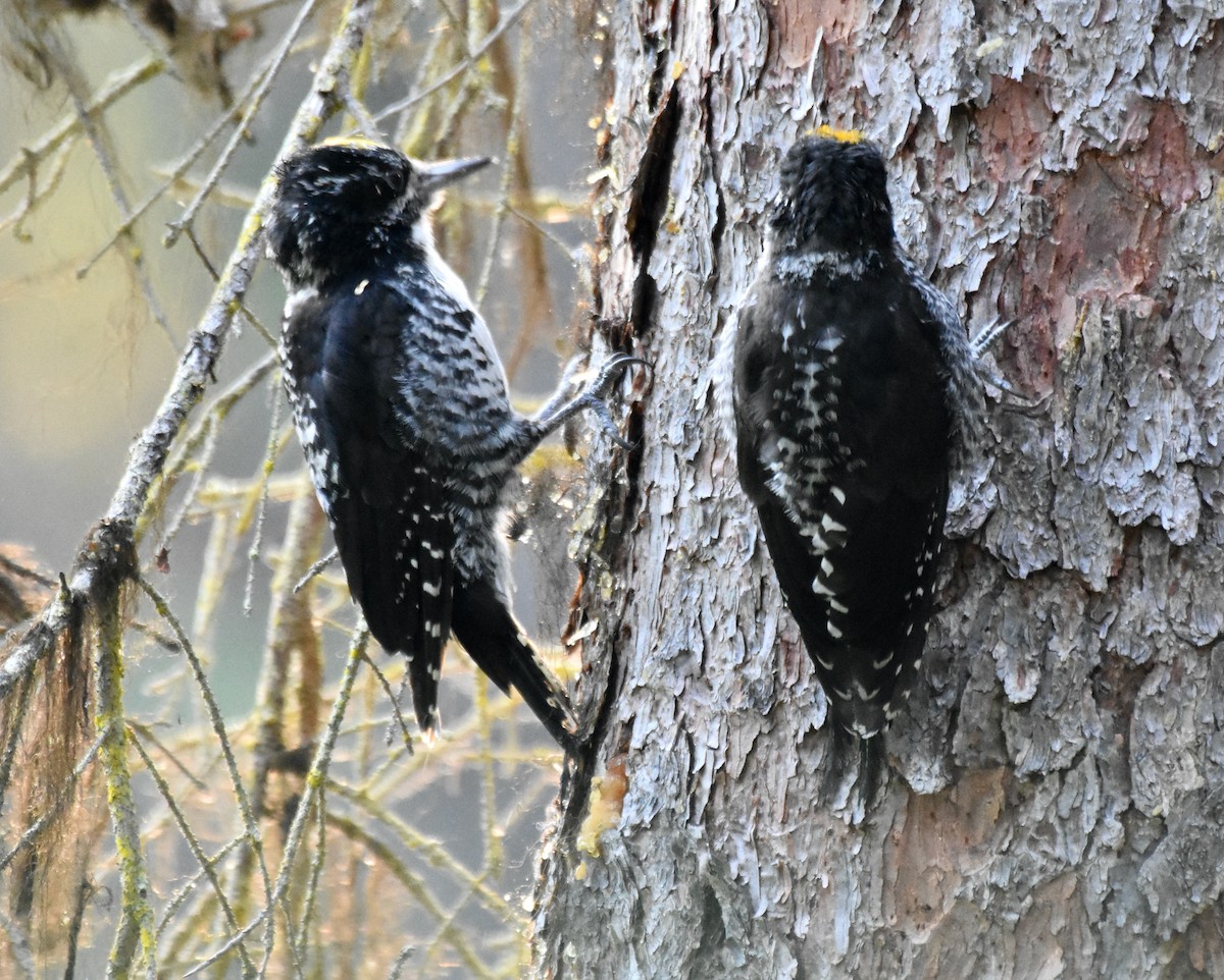 American Three-toed Woodpecker - Susan and Andy Gower/Karassowitsch
