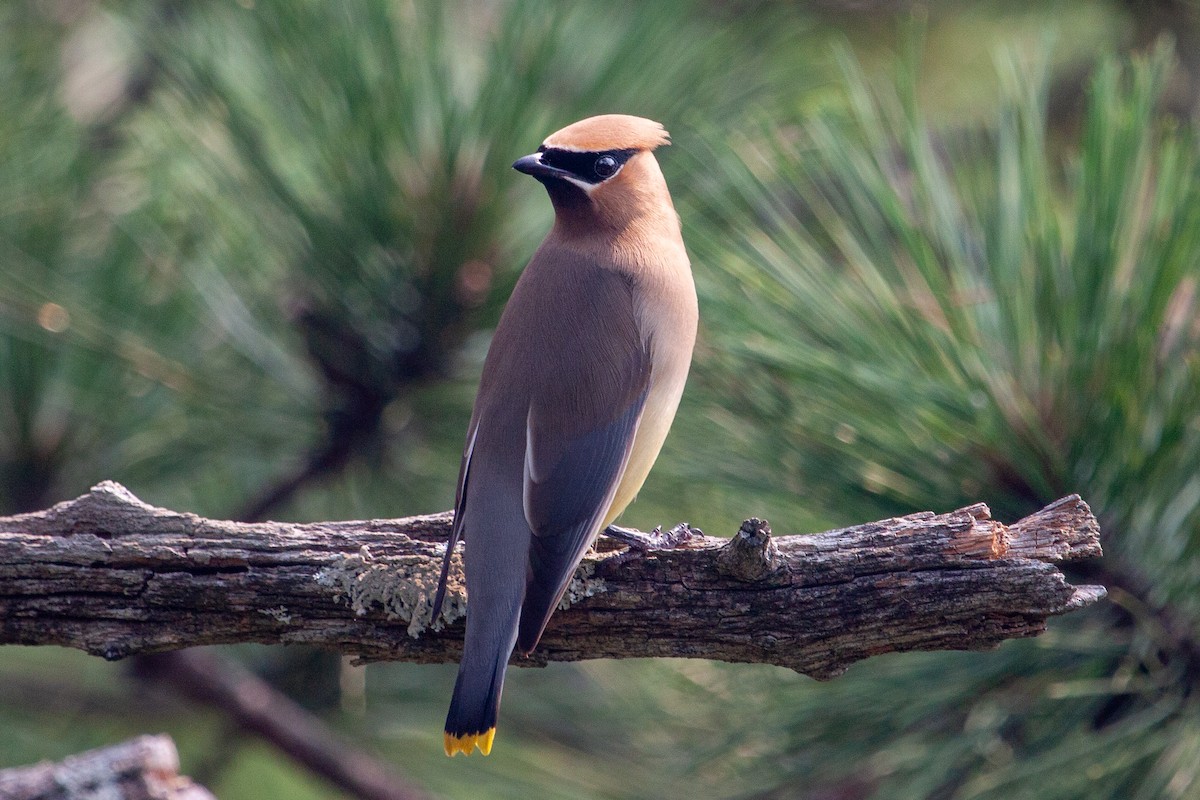 Cedar Waxwing - ML359051811