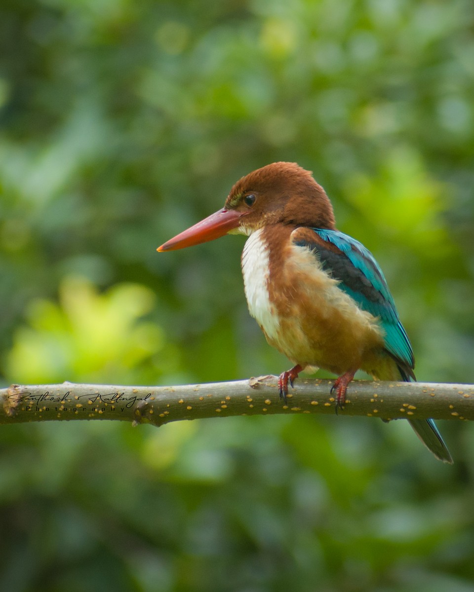 White-throated Kingfisher - ML359053051