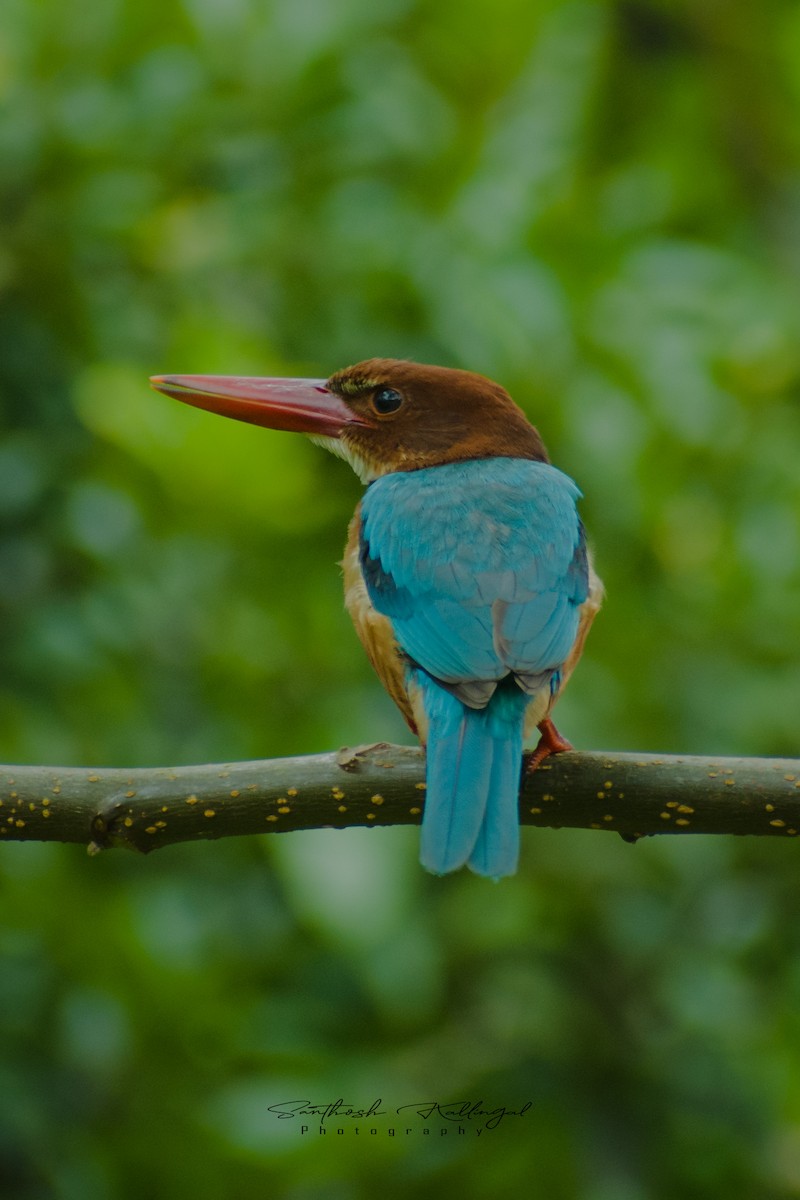 White-throated Kingfisher - ML359053061