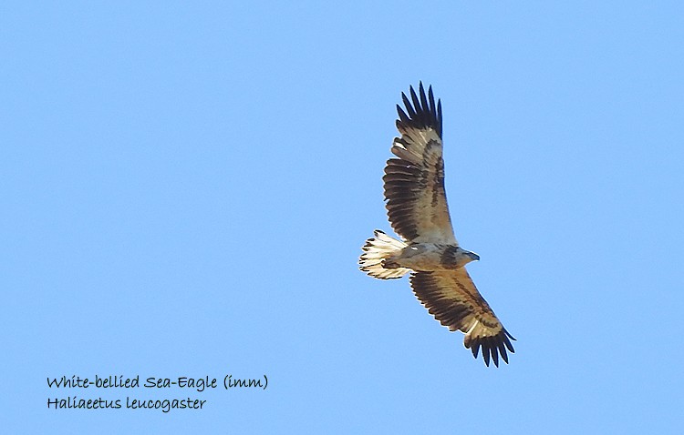 White-bellied Sea-Eagle - ML359053321