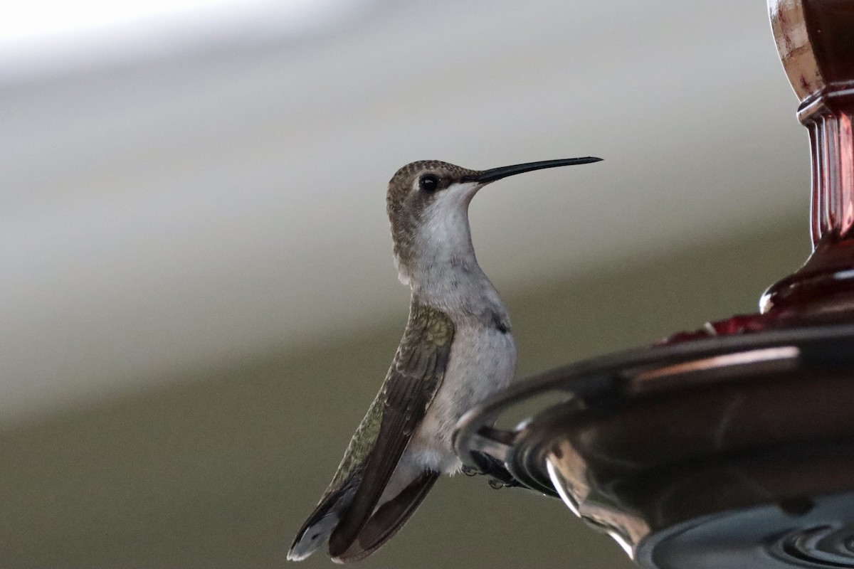 Black-chinned Hummingbird - Verlee Sanburg