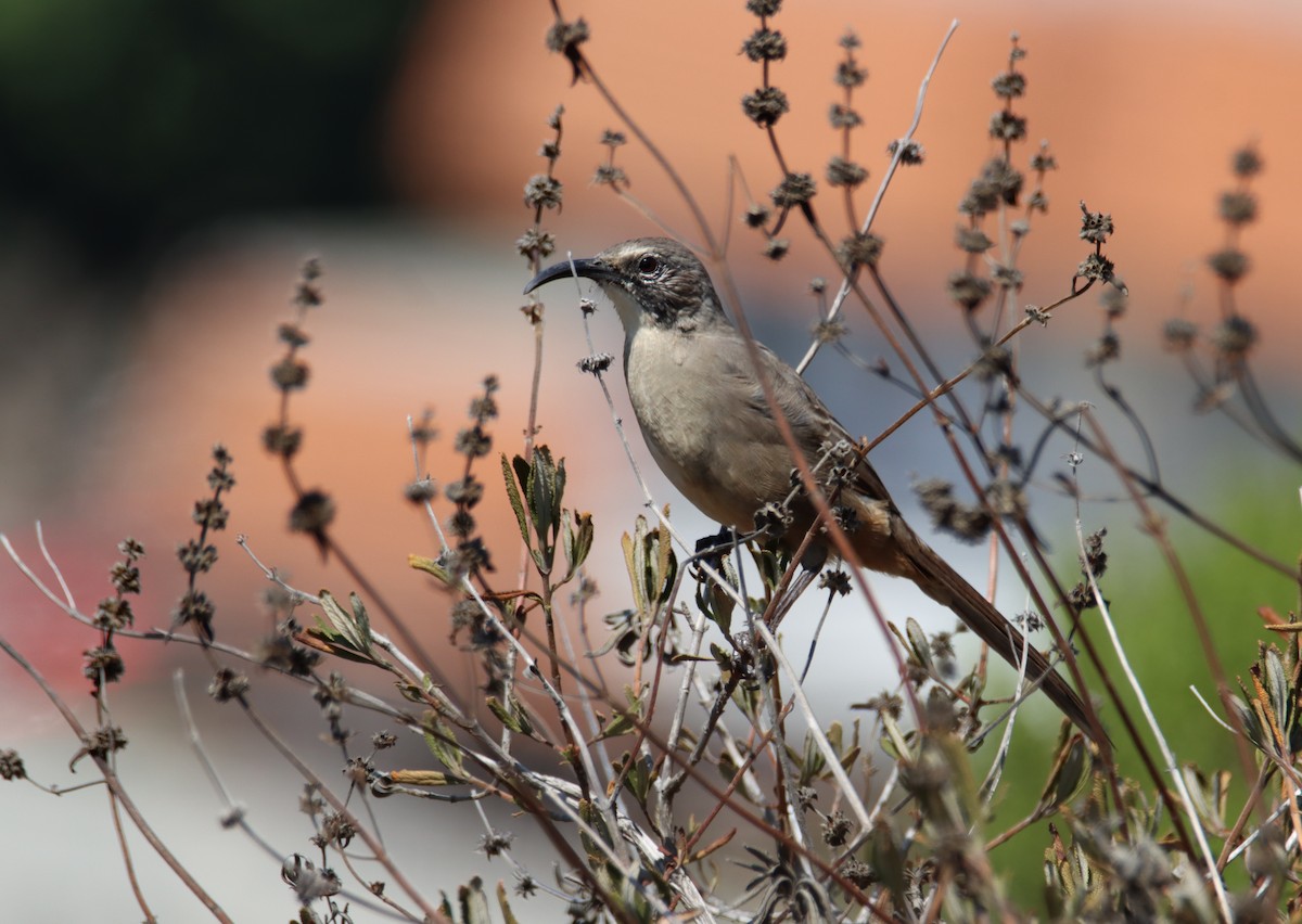 California Thrasher - ML359054161