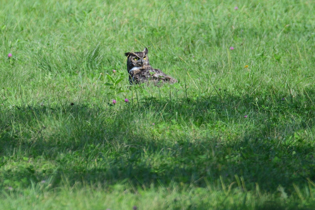 Great Horned Owl - ML359055441