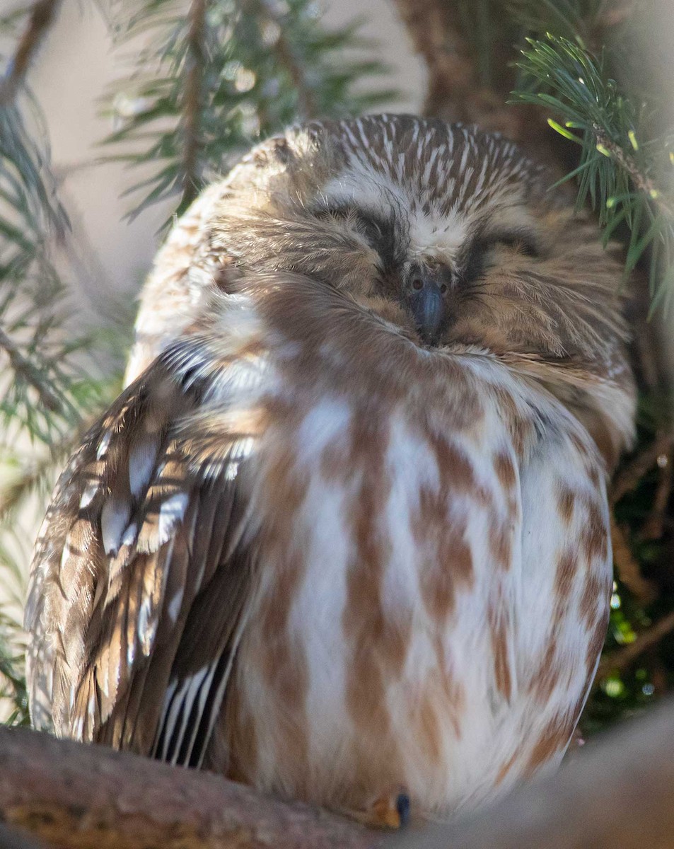 Northern Saw-whet Owl - Daniel Hazard