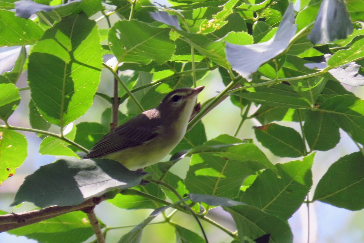 Ötücü Vireo - ML359056241