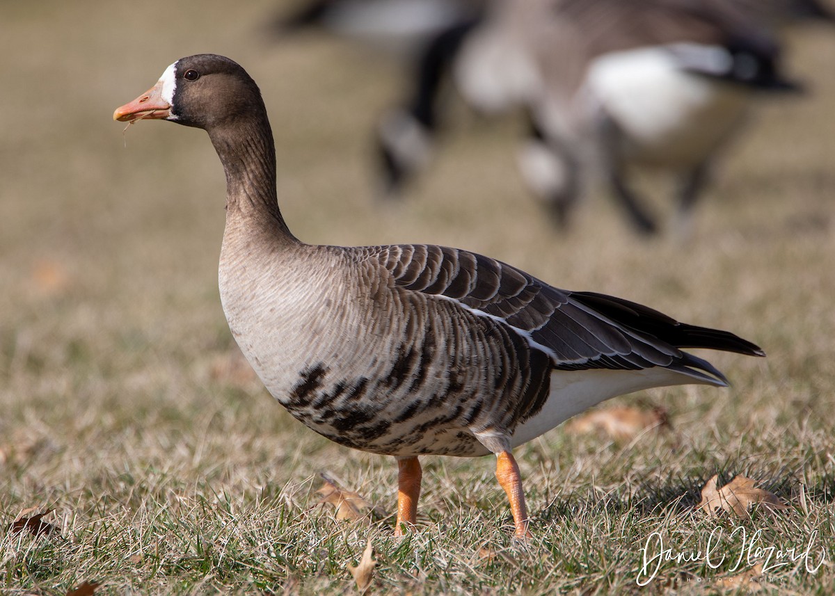 Greater White-fronted Goose - ML359056911
