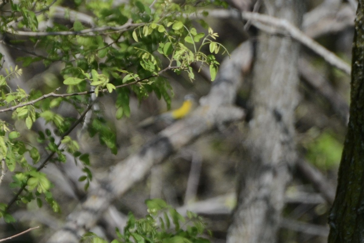 gulbrystparula - ML359057041