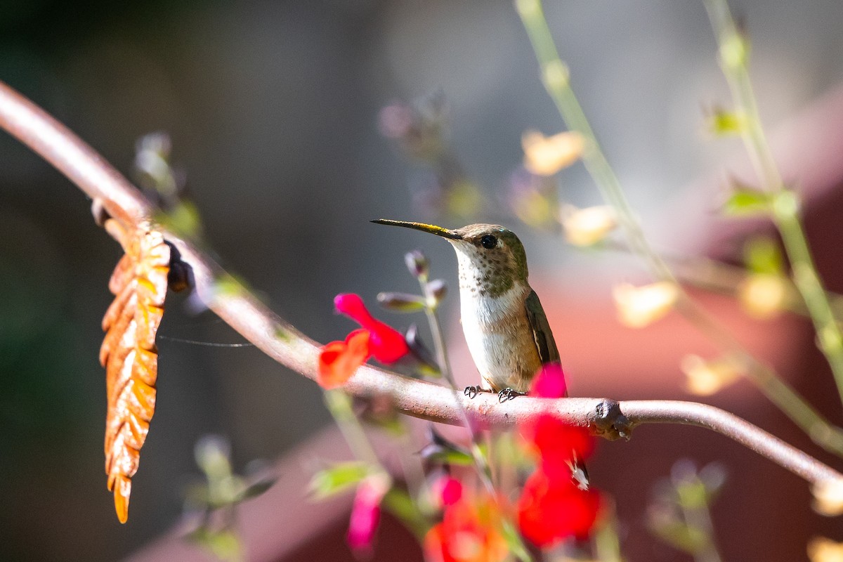 Colibri roux ou C. d'Allen - ML359058831