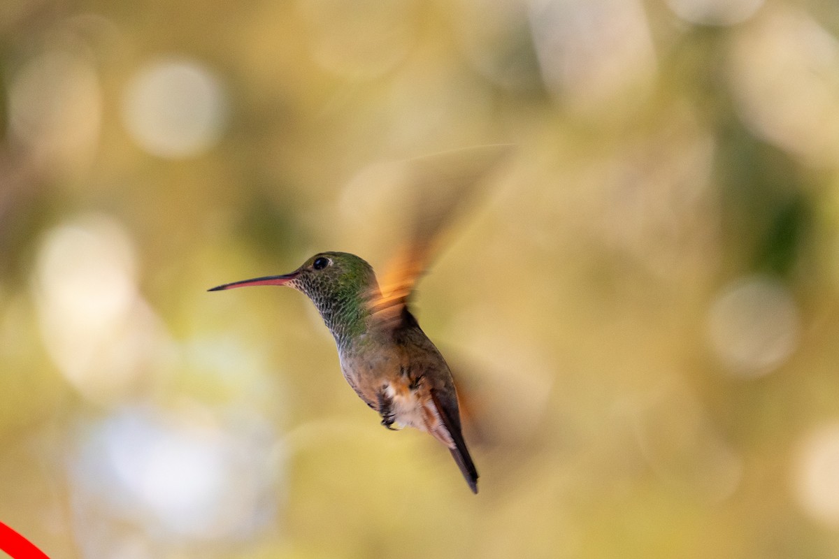 kolibřík mexický - ML359059021