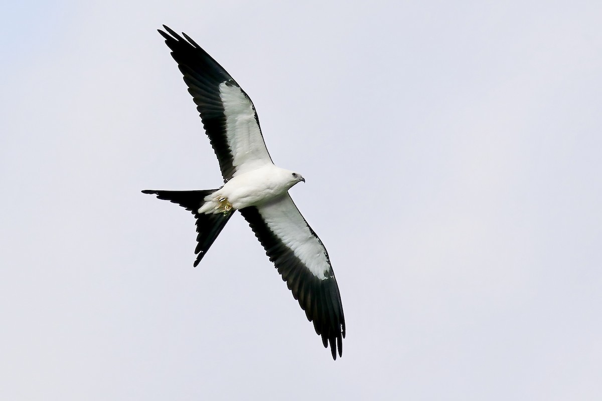 Swallow-tailed Kite - ML359060041