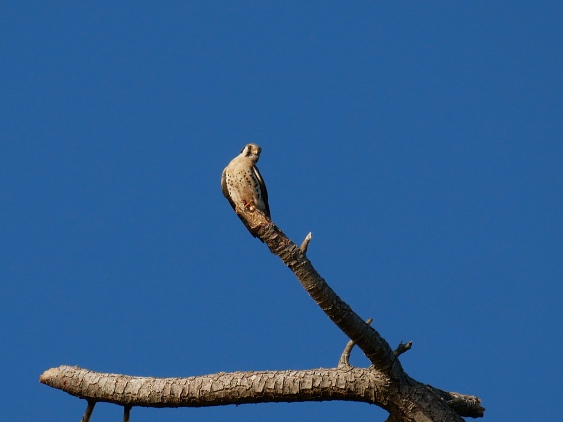 American Kestrel - ML359060861