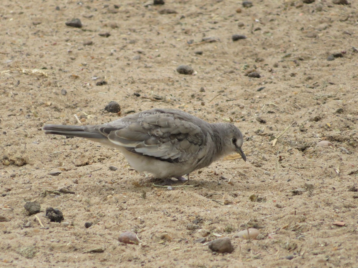 Picui Ground Dove - ML359061121