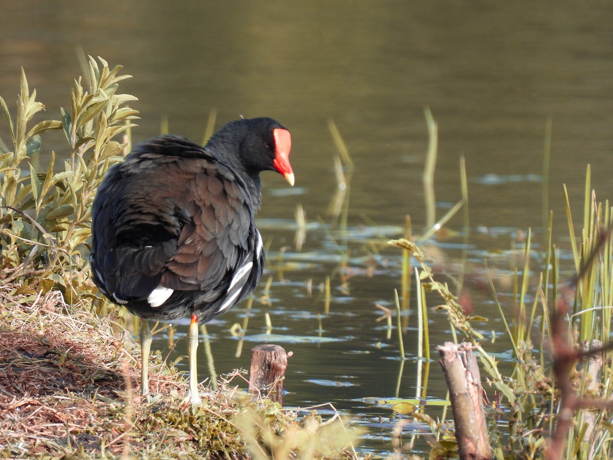 Common Gallinule - ML359062191