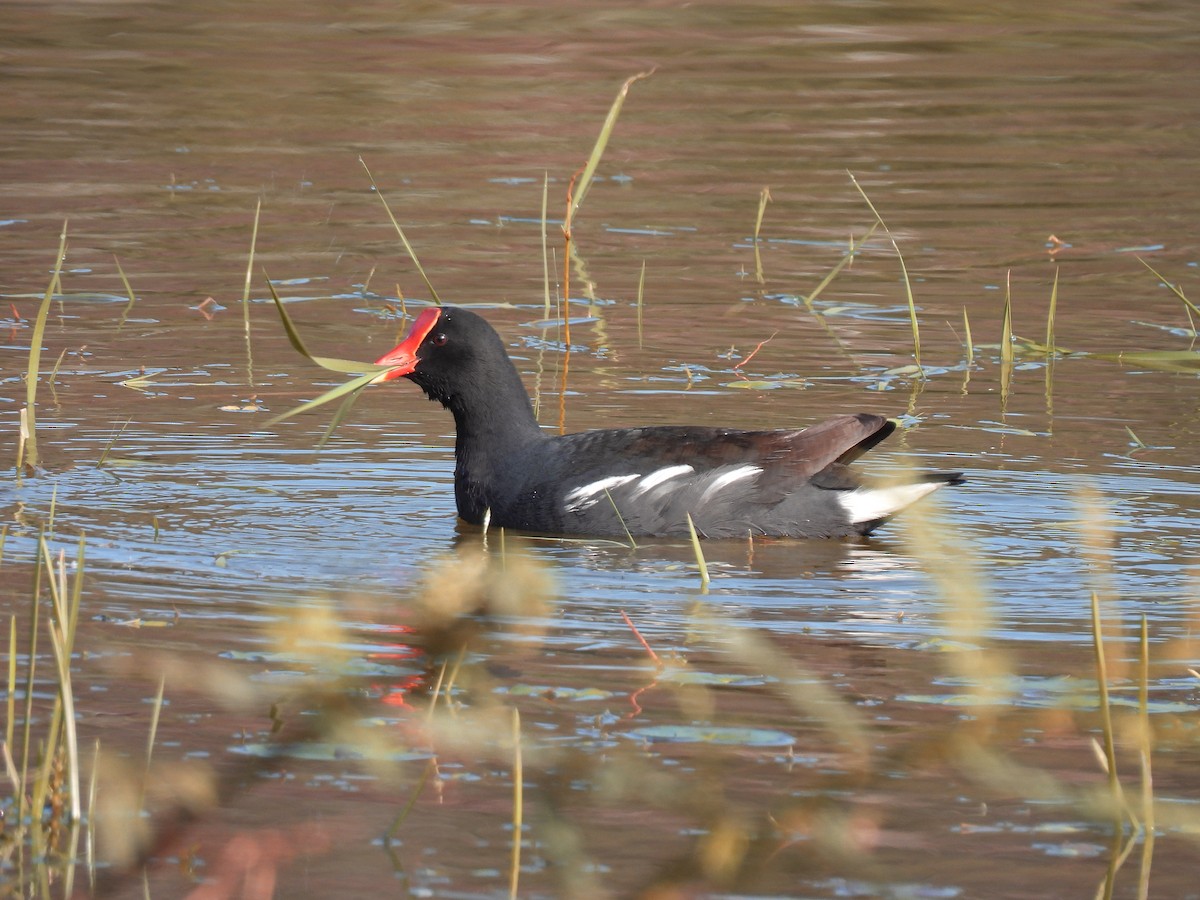 Common Gallinule - ML359062211