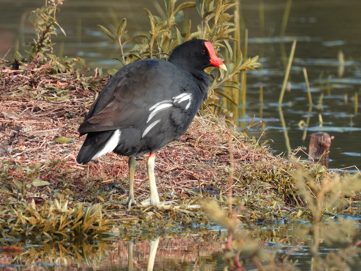Common Gallinule - ML359062231
