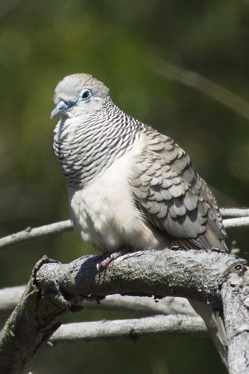 Peaceful Dove - Ed Pierce